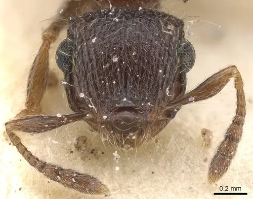 Meranoplus magrettii specimen CASENT0913024 image casent0913024_2