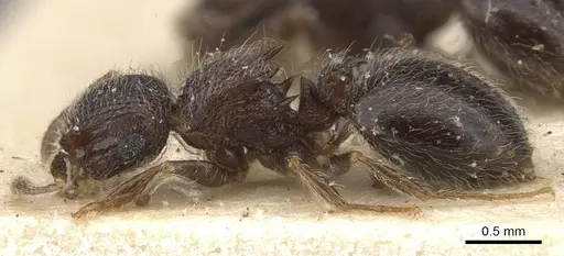 Meranoplus magrettii specimen CASENT0913024 image casent0913024_3