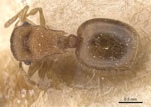 Meranoplus magrettii specimen CASENT0915400 image casent0915400_1