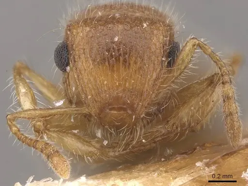 Meranoplus magrettii specimen CASENT0915400 image casent0915400_2