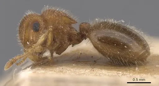 Meranoplus magrettii specimen CASENT0915400 image casent0915400_3