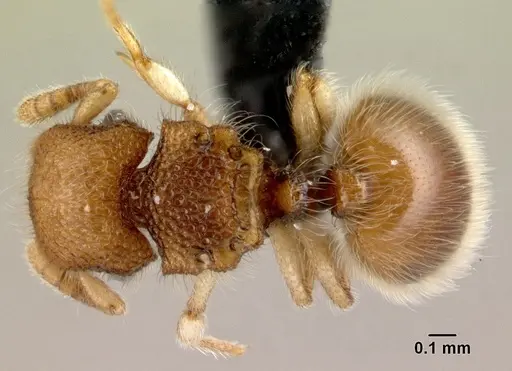 Meranoplus malaysianus specimen CASENT0179628 image casent0179628_1