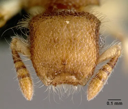 Meranoplus malaysianus specimen CASENT0179628 image casent0179628_2