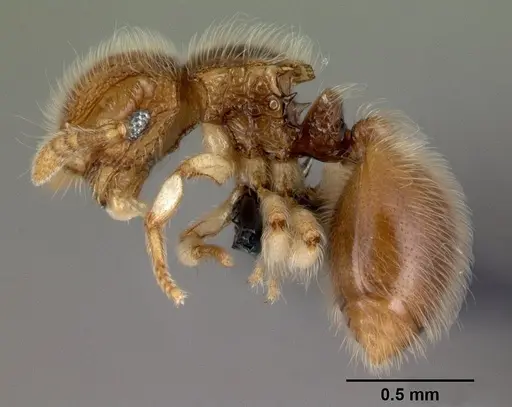 Meranoplus malaysianus specimen CASENT0179628 image casent0179628_3