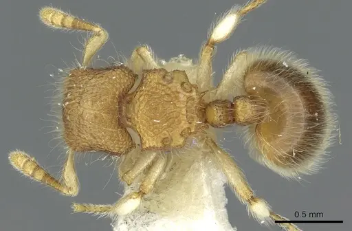 Meranoplus malaysianus specimen CASENT0902029 image casent0902029_1