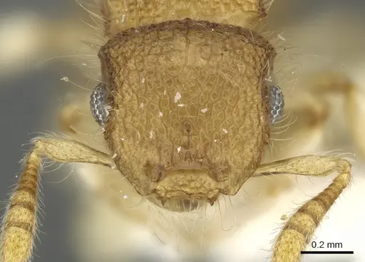 Meranoplus malaysianus specimen CASENT0902029 image casent0902029_2