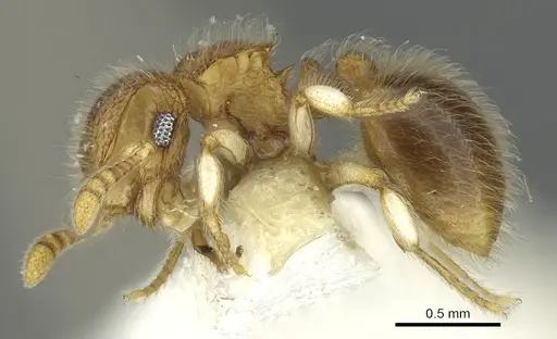 Meranoplus malaysianus specimen CASENT0902029 image casent0902029_3