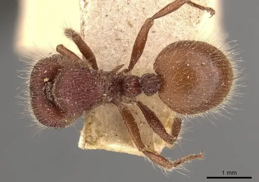 Meranoplus mars specimen CASENT0908943 image casent0908943_1