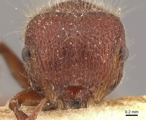 Meranoplus mars specimen CASENT0908943 image casent0908943_2