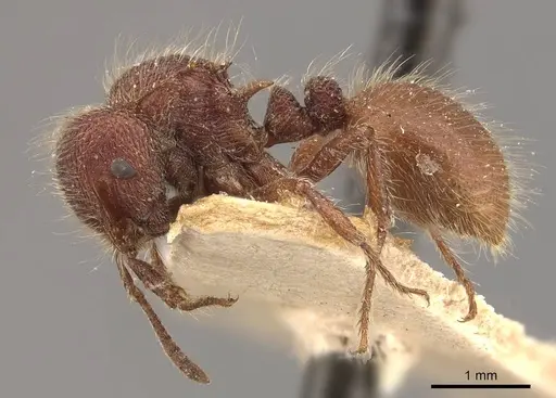 Meranoplus mars specimen CASENT0908943 image casent0908943_3