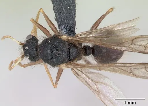Meranoplus mayri specimen CASENT0062813 image casent0062813_1