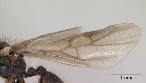 Meranoplus mayri specimen CASENT0062813 image casent0062813_4