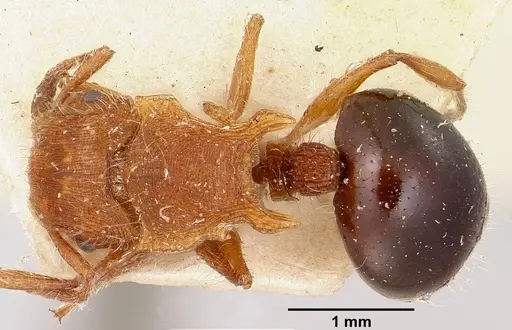 Meranoplus mayri specimen CASENT0101230 image casent0101230_1