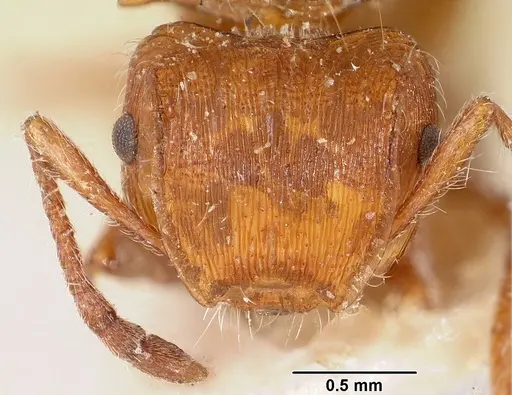 Meranoplus mayri specimen CASENT0101230 image casent0101230_2