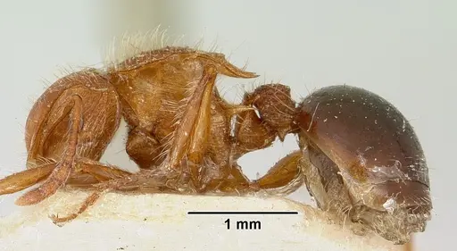 Meranoplus mayri specimen CASENT0101230 image casent0101230_3
