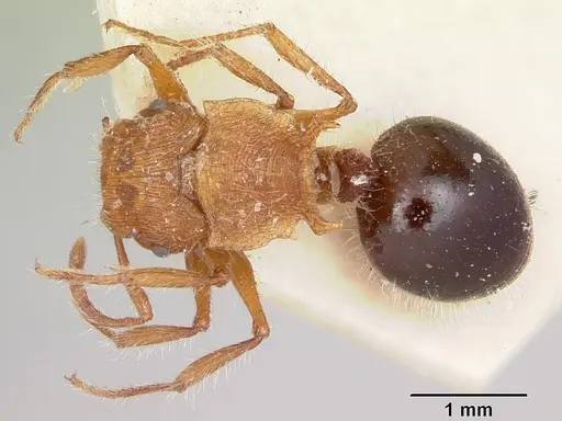 Meranoplus mayri specimen CASENT0101231 image casent0101231_1