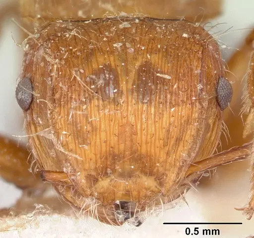 Meranoplus mayri specimen CASENT0101231 image casent0101231_2