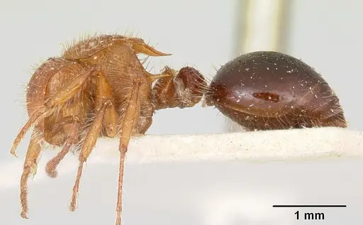 Meranoplus mayri specimen CASENT0101231 image casent0101231_3
