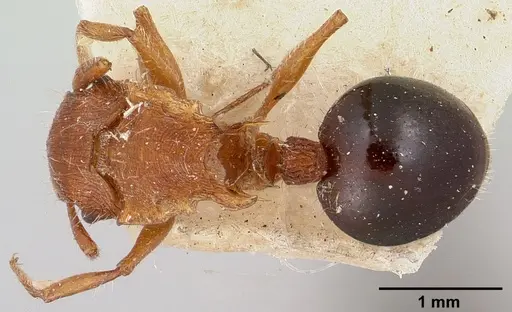 Meranoplus mayri specimen CASENT0101236 image casent0101236_1