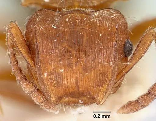 Meranoplus mayri specimen CASENT0101236 image casent0101236_2