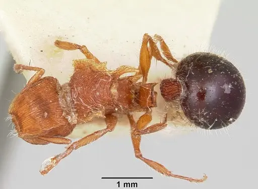 Meranoplus mayri specimen CASENT0101237 image casent0101237_1