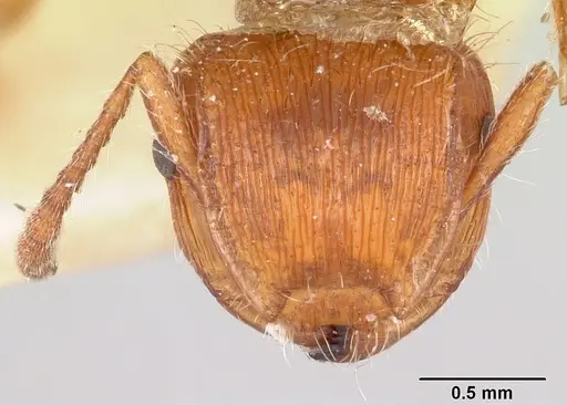 Meranoplus mayri specimen CASENT0101237 image casent0101237_2