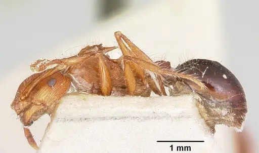 Meranoplus mayri specimen CASENT0101237 image casent0101237_3