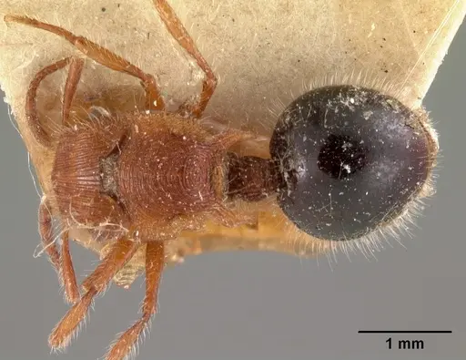 Meranoplus mayri specimen CASENT0102067 image casent0102067_1