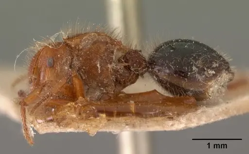 Meranoplus mayri specimen CASENT0102067 image casent0102067_3