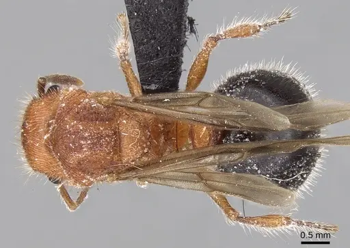 Meranoplus mayri specimen CASENT0115084 image casent0115084_1