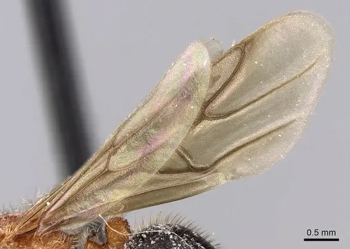 Meranoplus mayri specimen CASENT0115084 image casent0115084_4