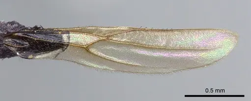 Meranoplus mayri specimen CASENT0143128 image casent0143128_1