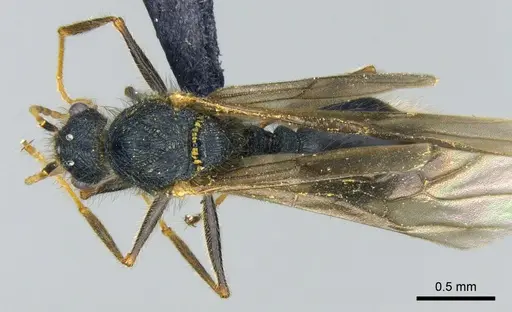 Meranoplus mayri specimen CASENT0317521 image casent0317521_1