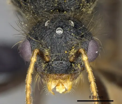 Meranoplus mayri specimen CASENT0317521 image casent0317521_2