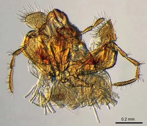 Meranoplus mayri specimen CASENT0317545 image casent0317545_1