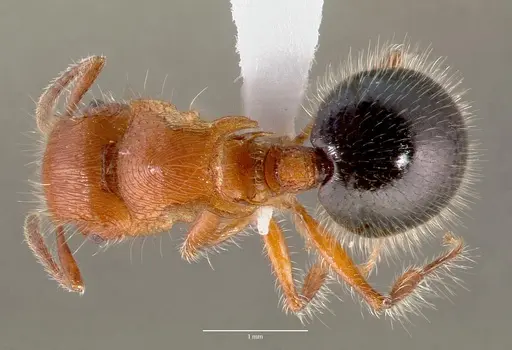 Meranoplus mayri specimen CASENT0430421 image casent0430421_1