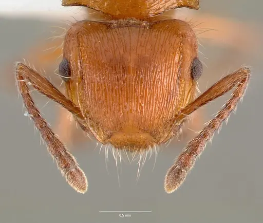 Meranoplus mayri specimen CASENT0430421 image casent0430421_2