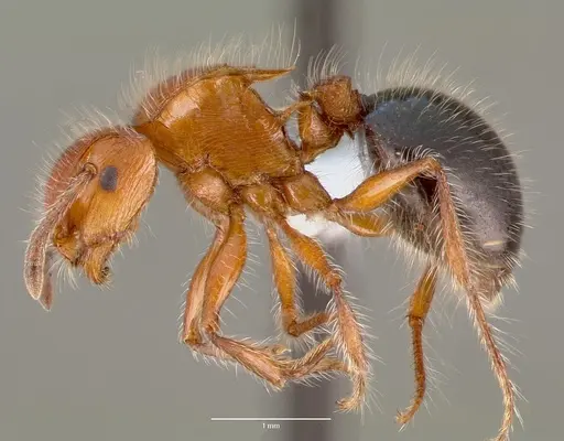Meranoplus mayri specimen CASENT0430421 image casent0430421_3