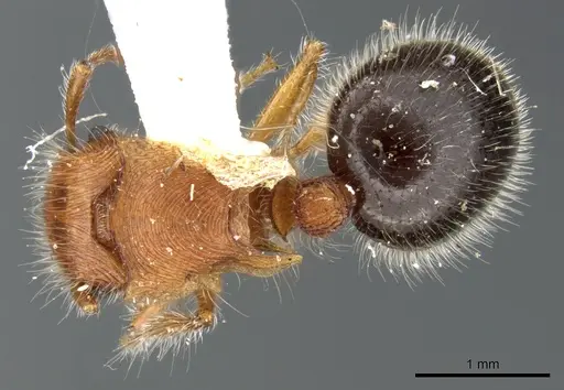 Meranoplus mayri specimen CASENT0906544 image casent0906544_1
