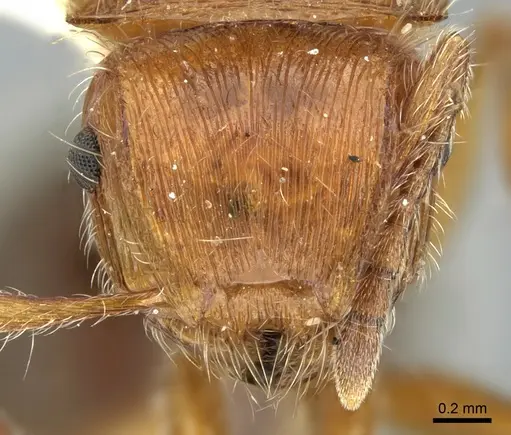 Meranoplus mayri specimen CASENT0906544 image casent0906544_2