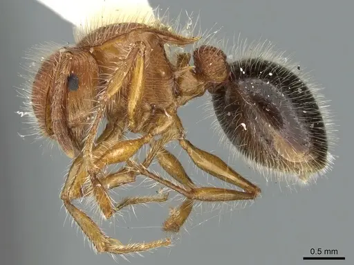 Meranoplus mayri specimen CASENT0906544 image casent0906544_3