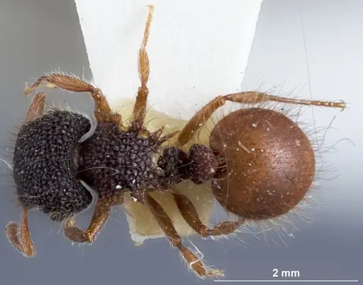 Meranoplus mcarthuri specimen ANTWEB1041386 image antweb1041386_1
