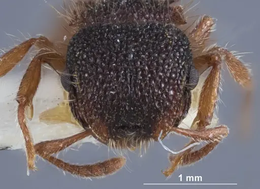 Meranoplus mcarthuri specimen ANTWEB1041386 image antweb1041386_2