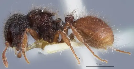 Meranoplus mcarthuri specimen ANTWEB1041386 image antweb1041386_3
