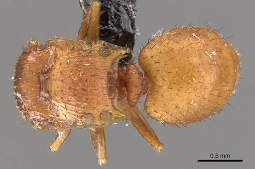 Meranoplus minimus specimen CASENT0908944 image casent0908944_1