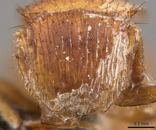 Meranoplus minimus specimen CASENT0908944 image casent0908944_2