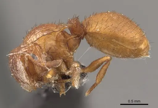 Meranoplus minimus specimen CASENT0908944 image casent0908944_3