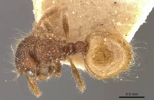 Meranoplus minor specimen CASENT0908941 image casent0908941_1