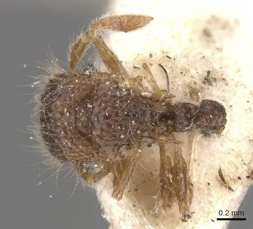 Meranoplus minor specimen CASENT0913025 image casent0913025_1