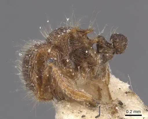 Meranoplus minor specimen CASENT0913025 image casent0913025_3